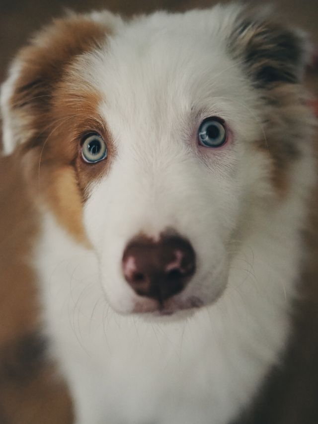 A furry puppy is always discreetly watching its human