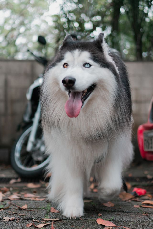 Majestic Malamut has no reason to howl.