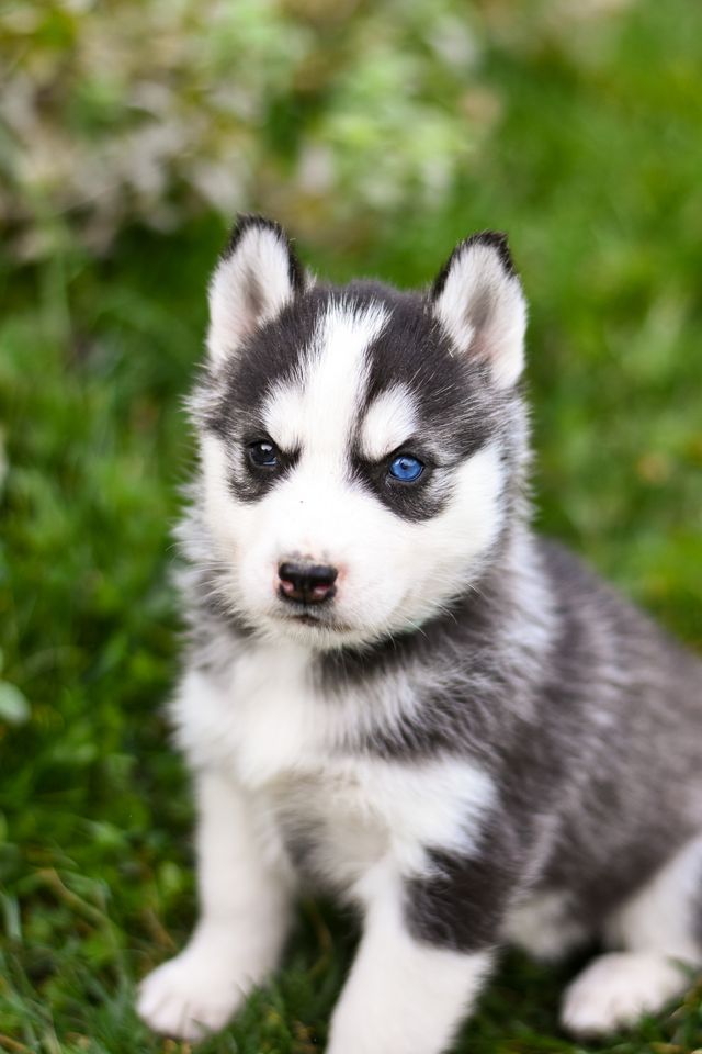 Siberian husky puppy poses seriously and doesn´t eat yet