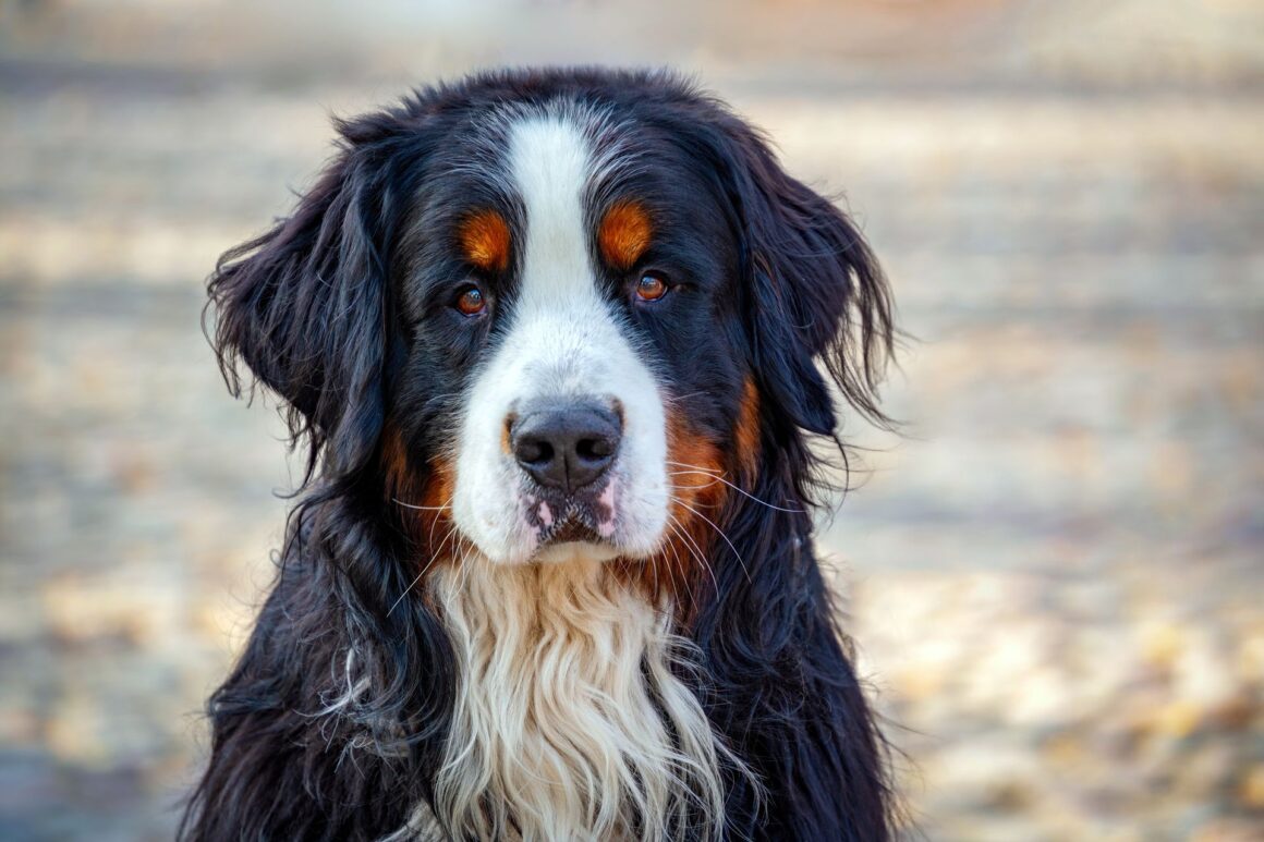 Why a Dog That Knows You Can Still Bite