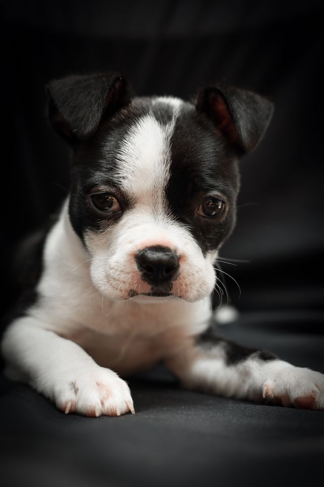 A Boston Terrier puppy is a grateful companion to man.