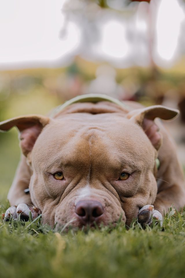 A calm pitbull protects its territory.