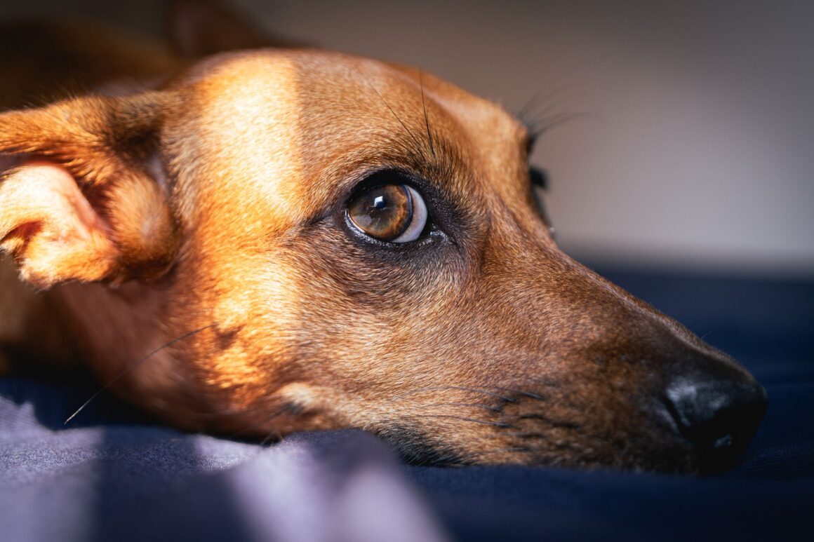 Is Your Dog Constantly Scratching? Dry Skin Could Be the Reason