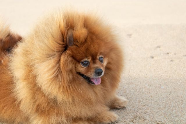The small Pomeranian dog is a protector of the family.