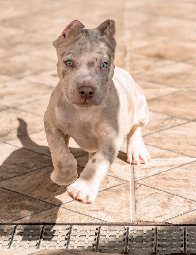 Blue-eyed pitbull puppy protects his yard.