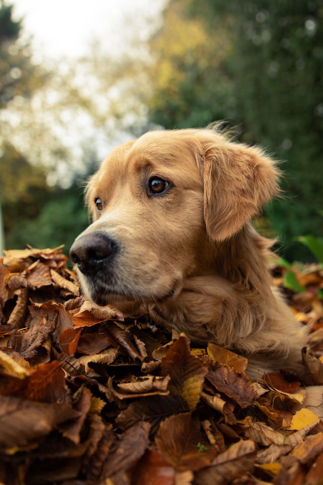 A calm golden retriever relaxes after a challenging skin treatment in nature