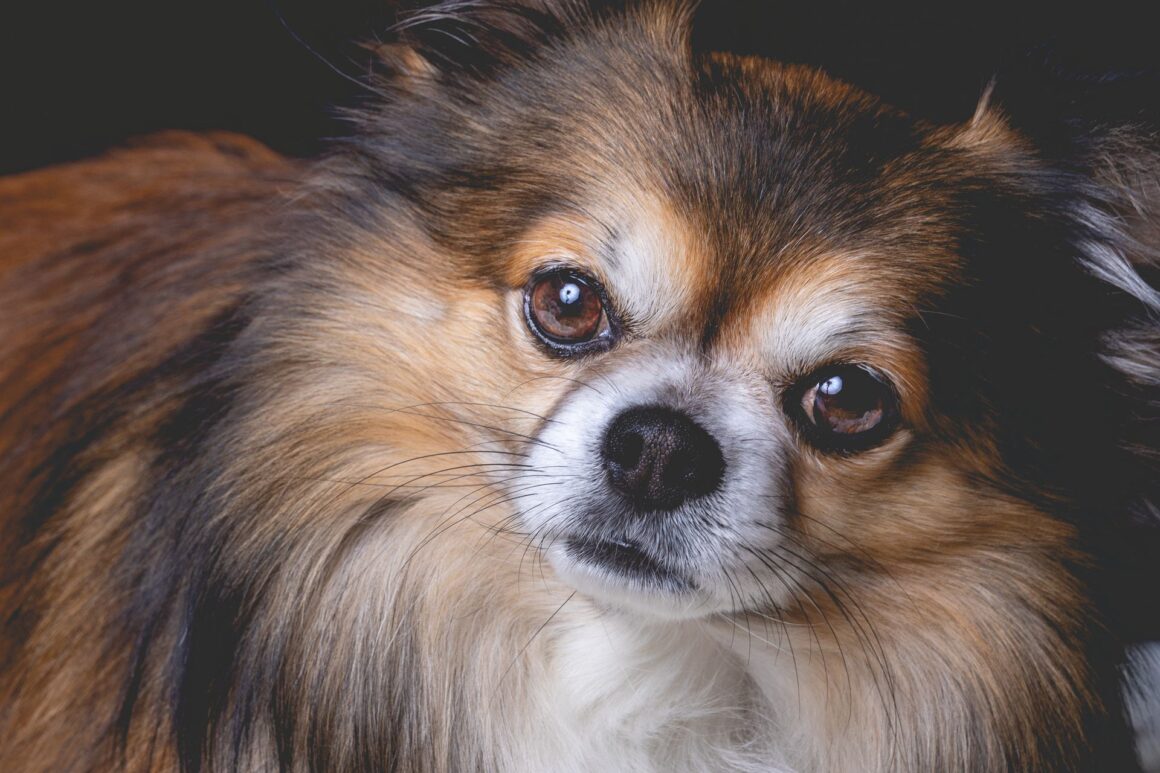 Are You Accidentally Teaching Your Dog Bad Habits Every Time You Come Home?