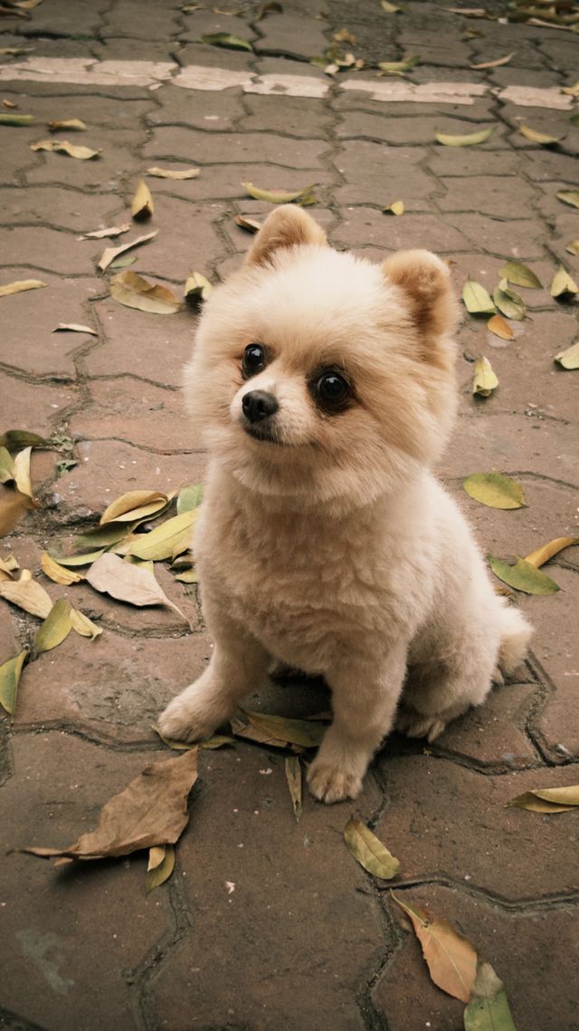 Calm little dog.