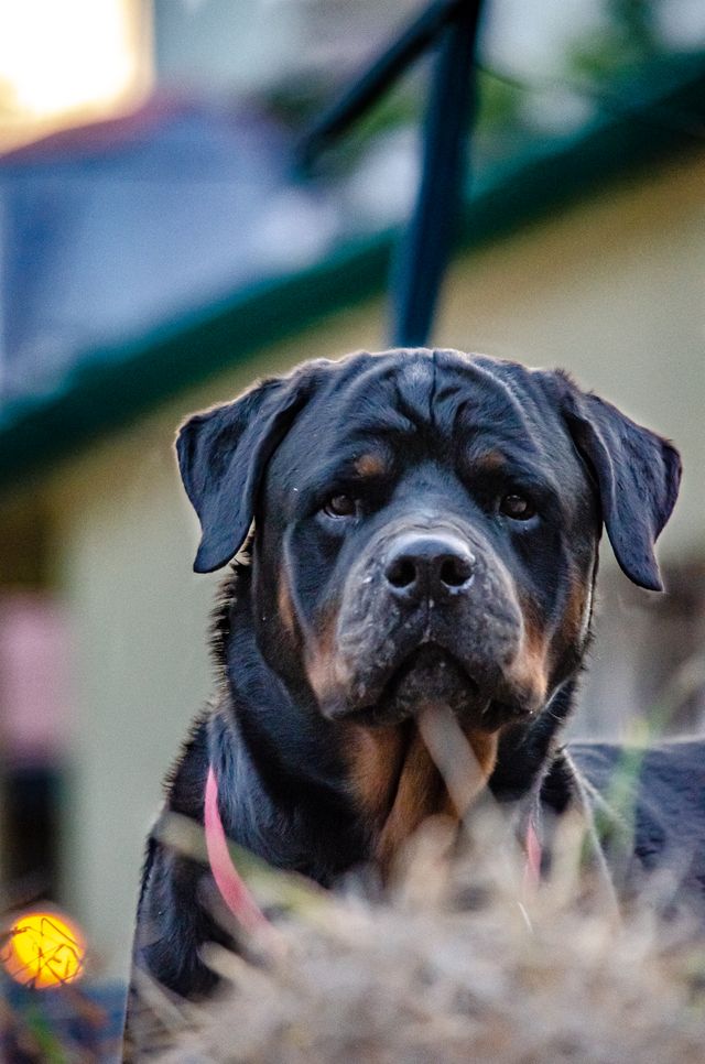 A focused Rottweiler is a protector in his yard.