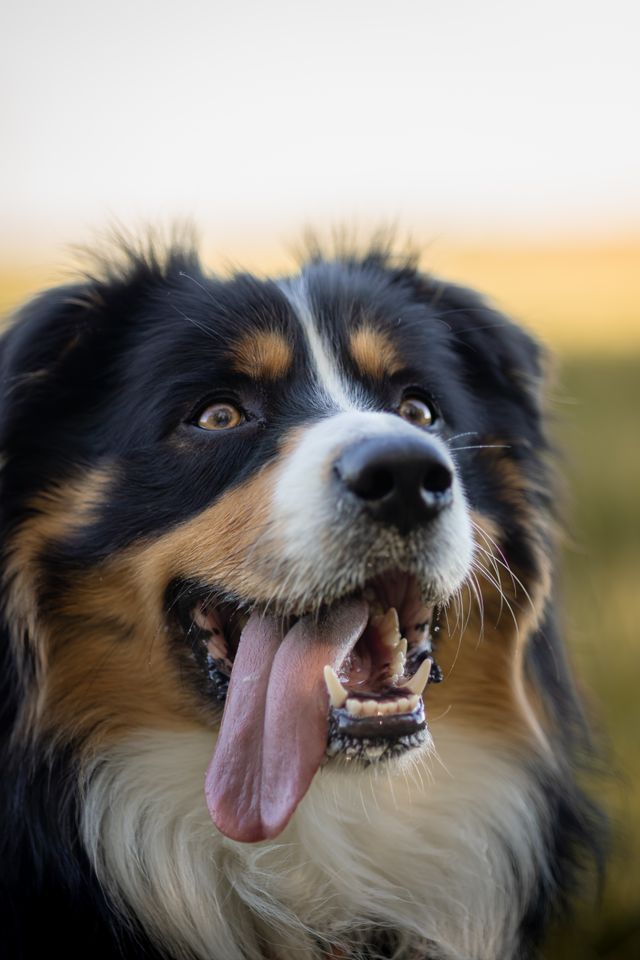 A happy Australian Shepherd has a home and a master