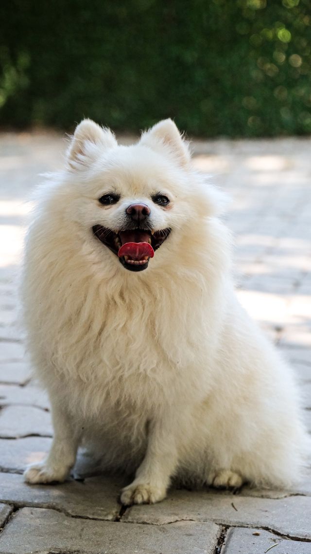 A happy little dog is waiting at the door his master.