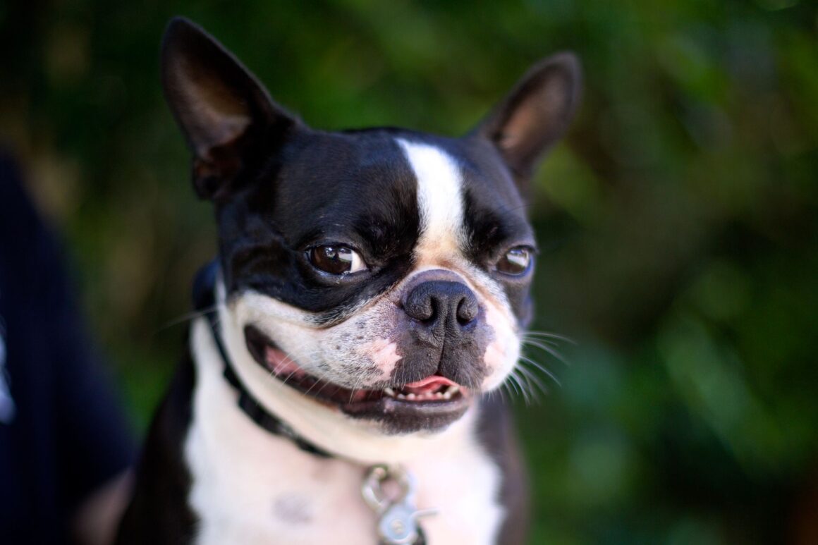 The Little Ways Dogs Say “I Love You” Every Day