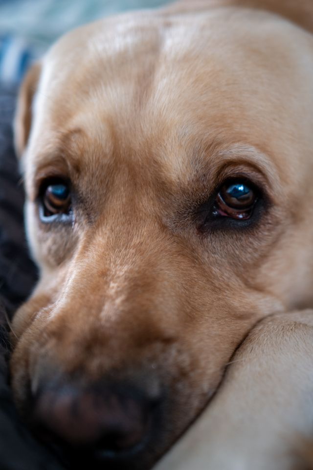 Loving Labrador successfully treated for dry skin