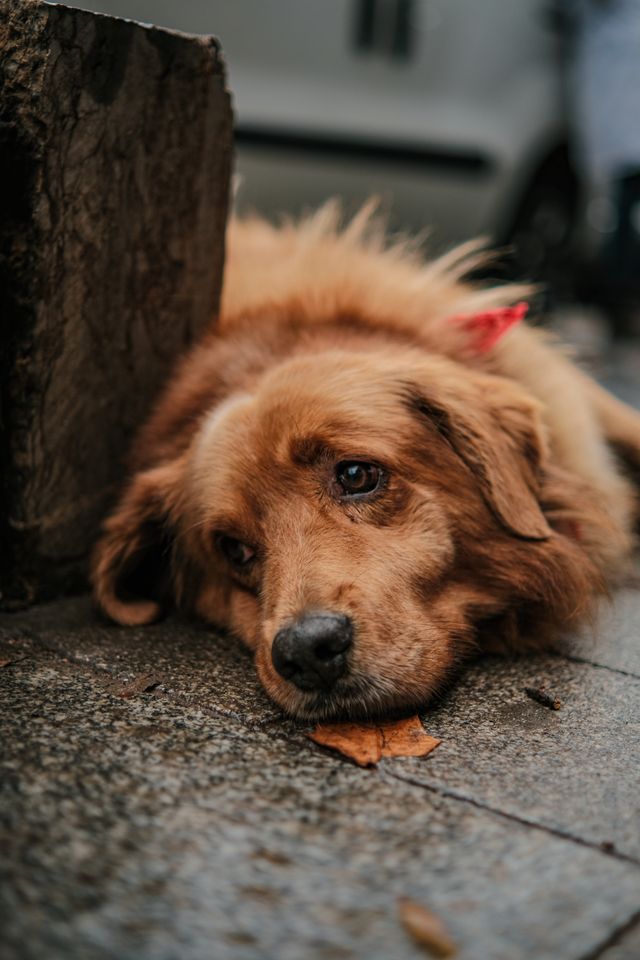sad dog suffering from skin problems