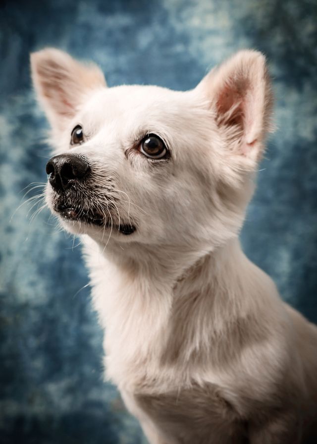 A serious dog is also a silent protector of its human.