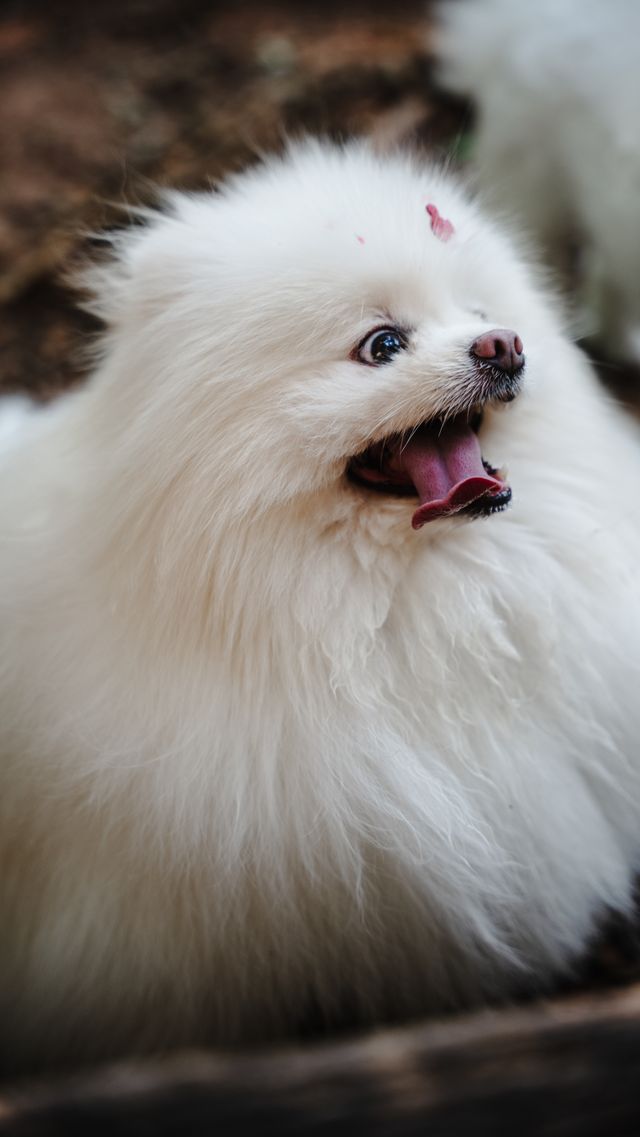 A suprised dog at the arrival of this master at the door.