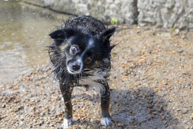 Active dog was rolling in the mud.