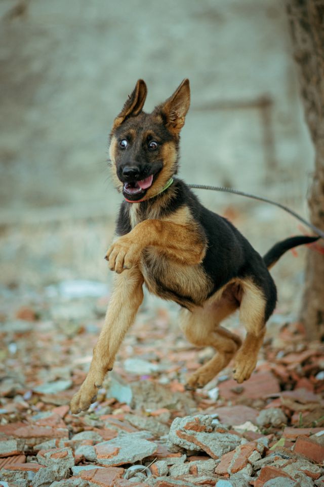 Happy dog running around the yard during an energetic zoomies moment.
