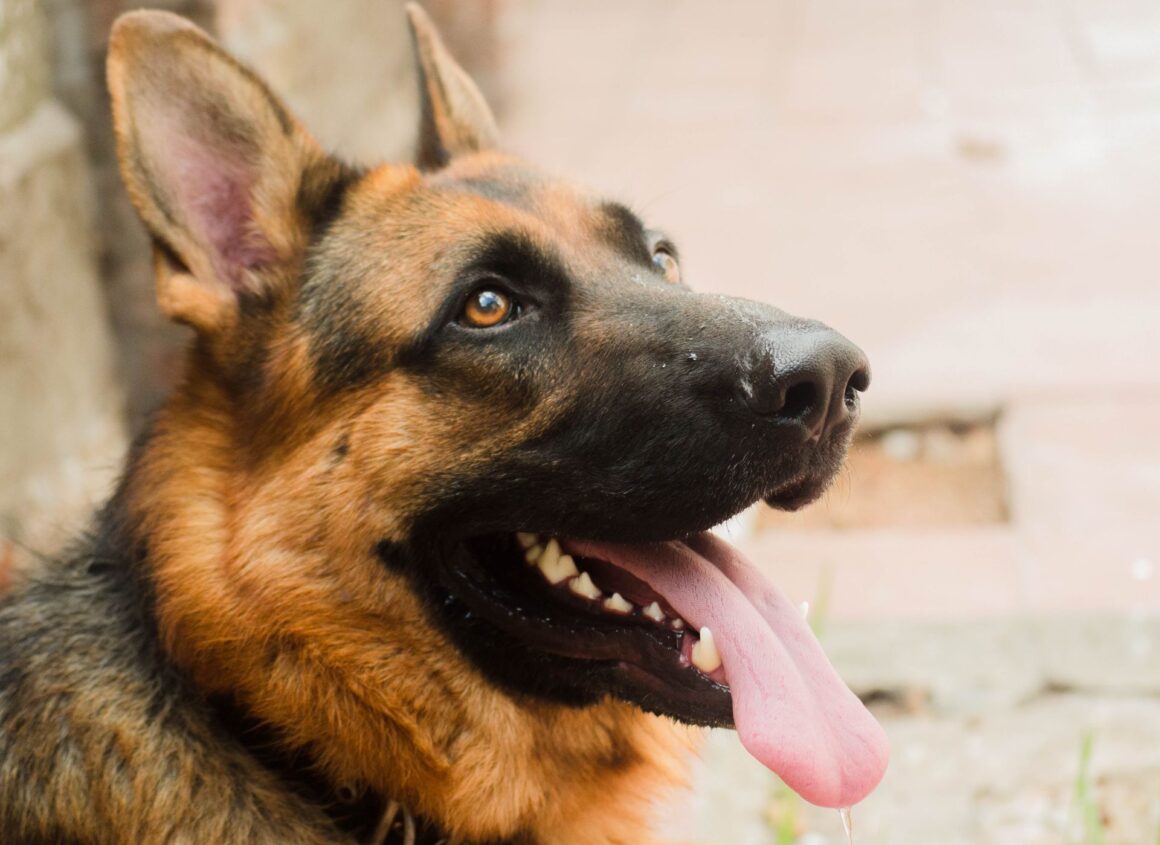 Why Your Dog’s Weird Habits Actually Make Perfect Sense