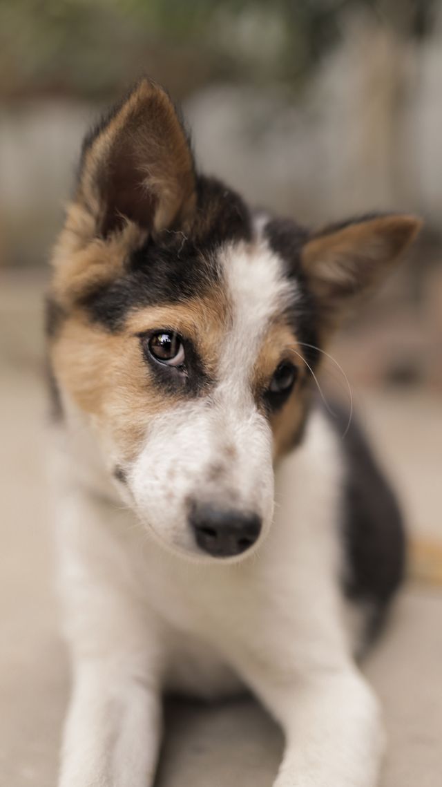 Posing puppy with head tilted.