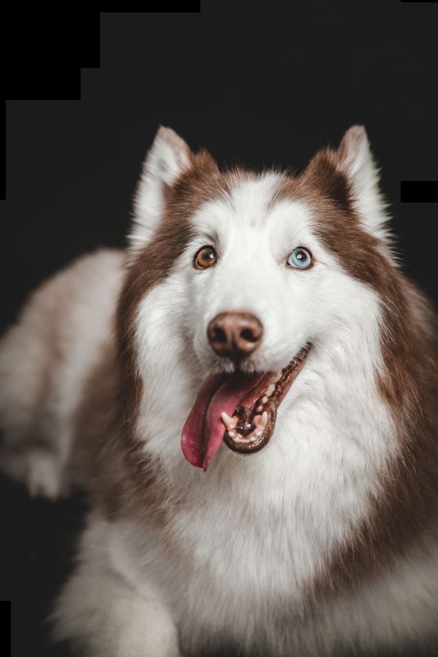 Owner checking a dog’s teeth and gums for dental problems