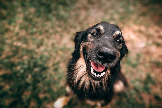 Dog chattering teeth while resting at home