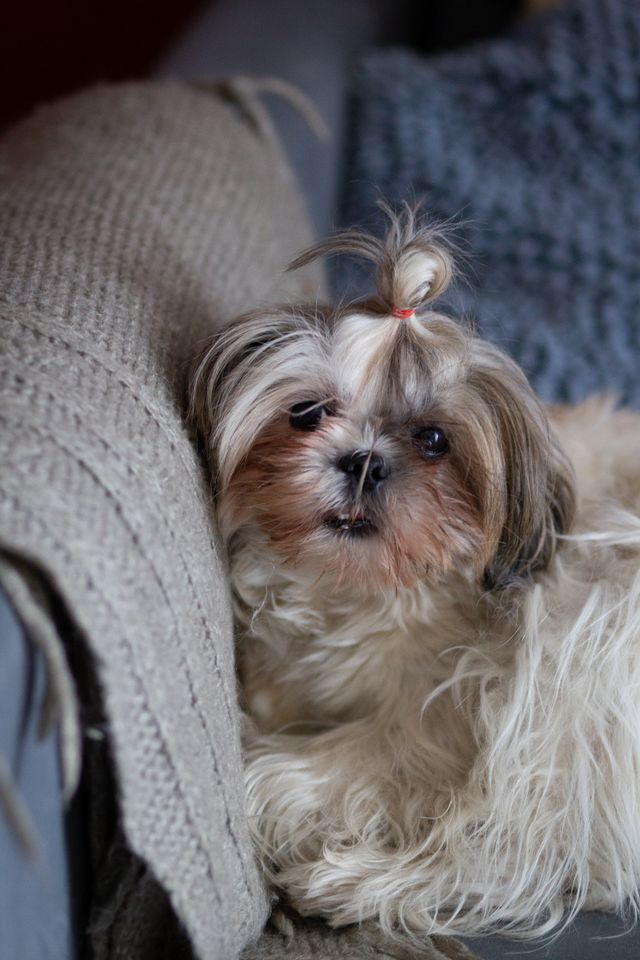puppy on a clean cozy blanket.