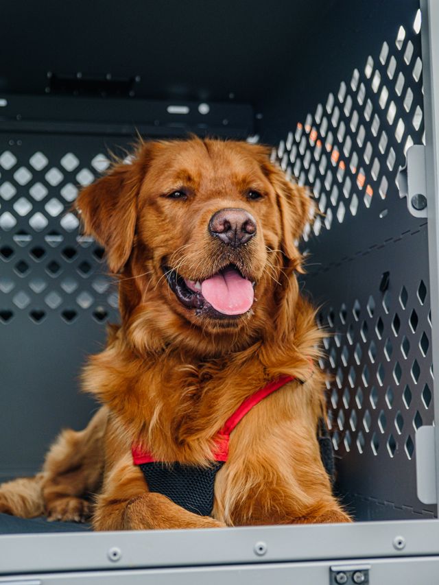 large dog in a clean, well-maintained cage