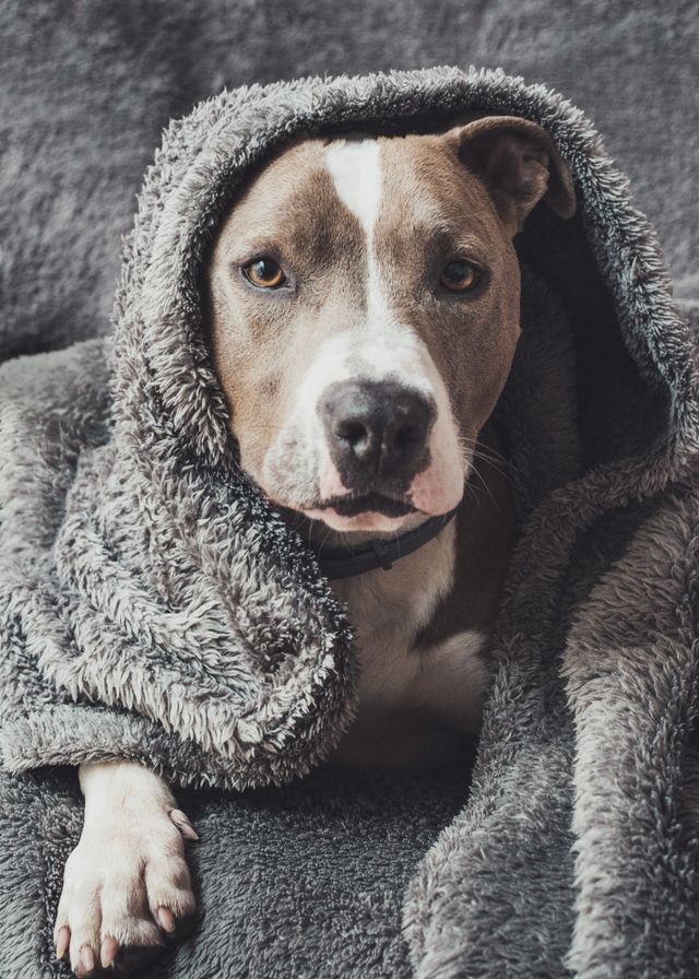 Charming pitbull in a clean blanket and a clean home