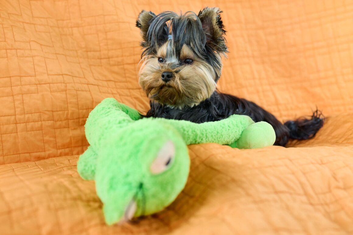 How Often Should You Clean Your Dog’s Belongings? A Routine That Makes a Big Difference