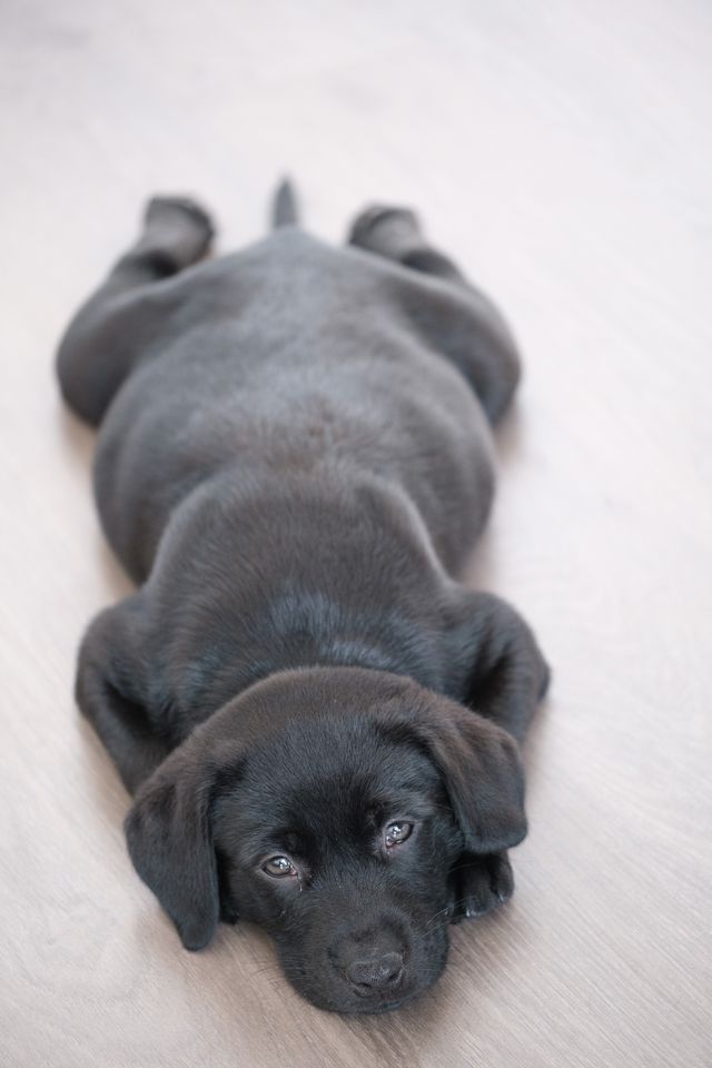 Puppy learning potty training outdoors.