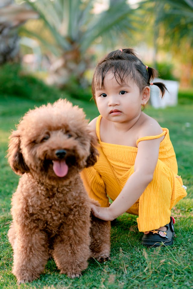 Poodle puppy and little girl sitting on the grass