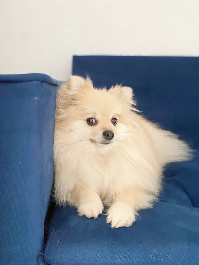 Why Does My Dog Lick the Couch? Real Reasons Behind This Strange Habit