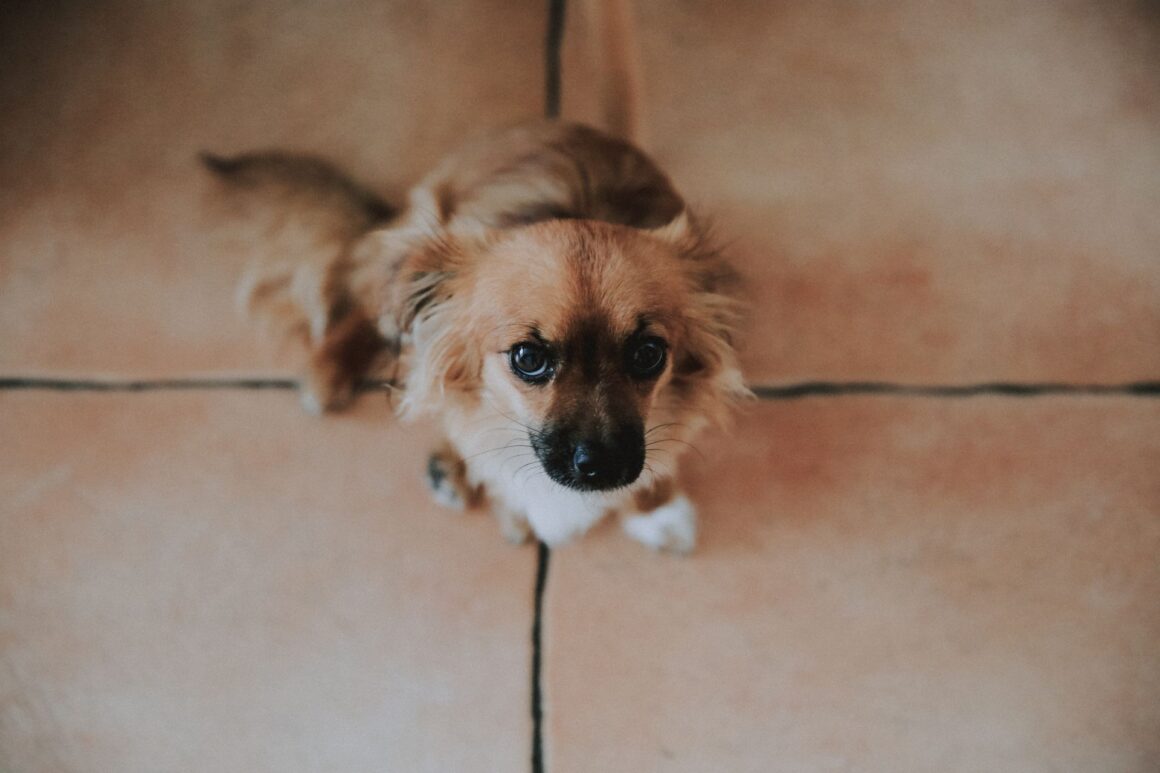 What to Do If Your Dog Is Peeing or Pooping Inside the House