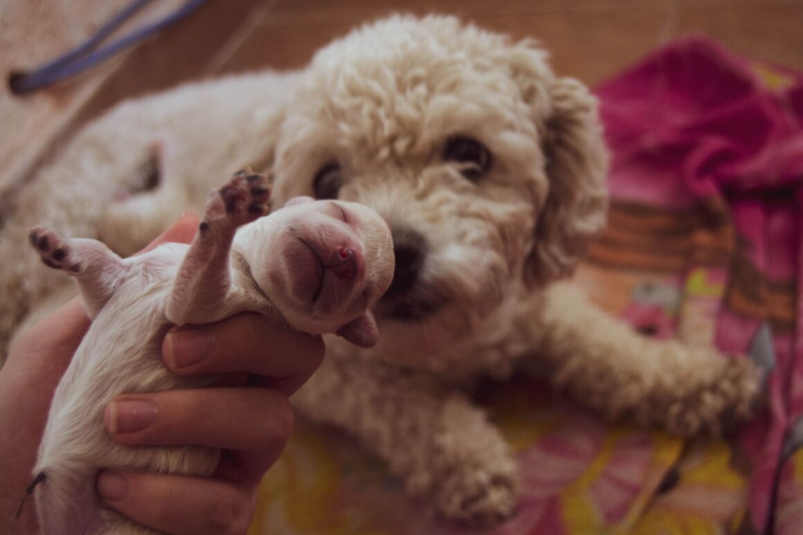 Newborn Puppies: Birth to 2 Weeks