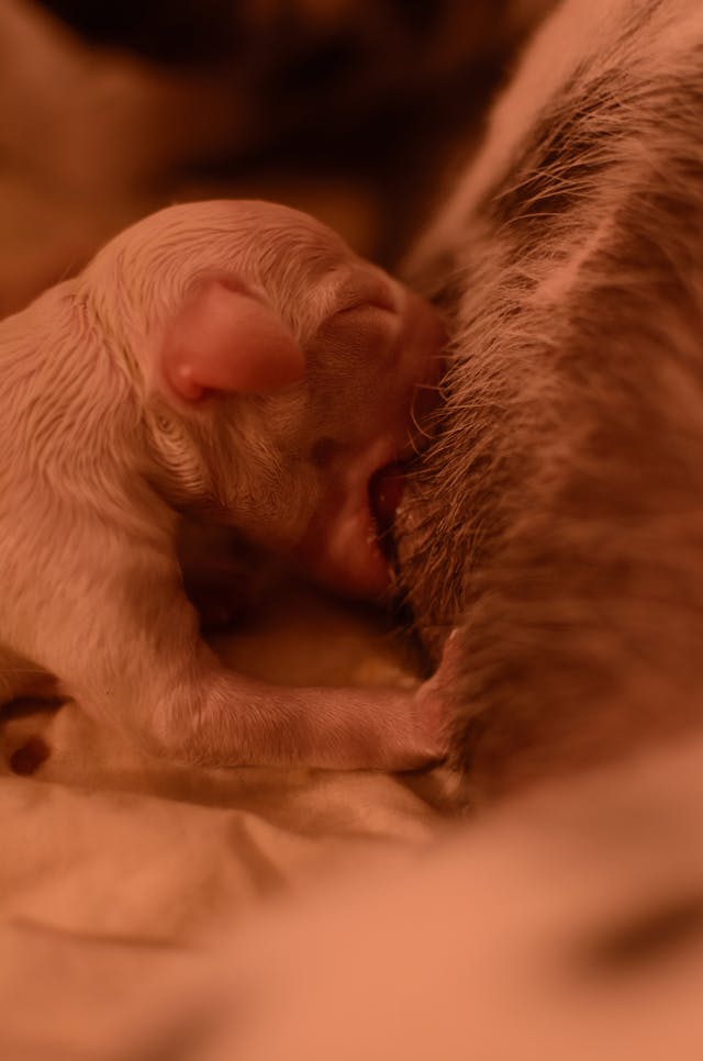 Newborn puppy on mother´s milk.