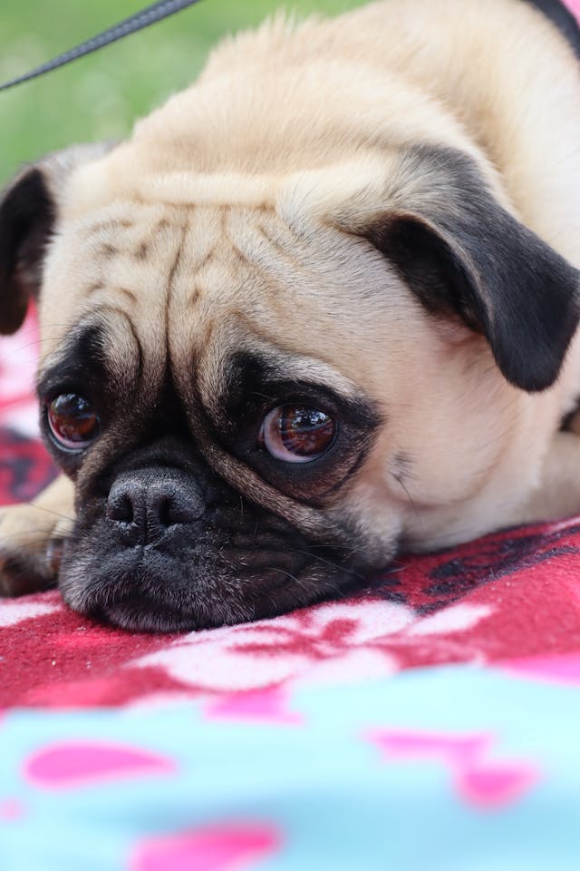 How Do I Stop My Dog Getting Separation Anxiety