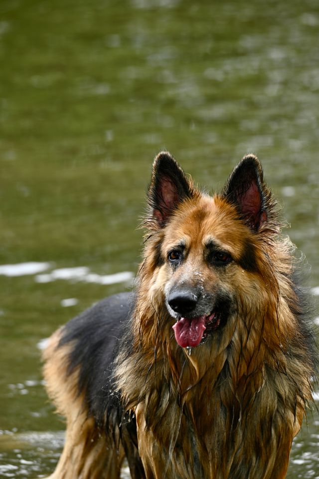 Dog happily swimming in a lake on a summer day