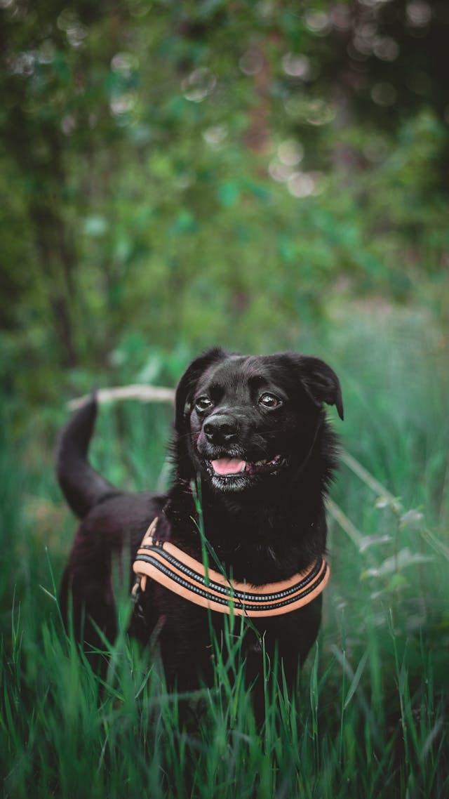 dog in the grass