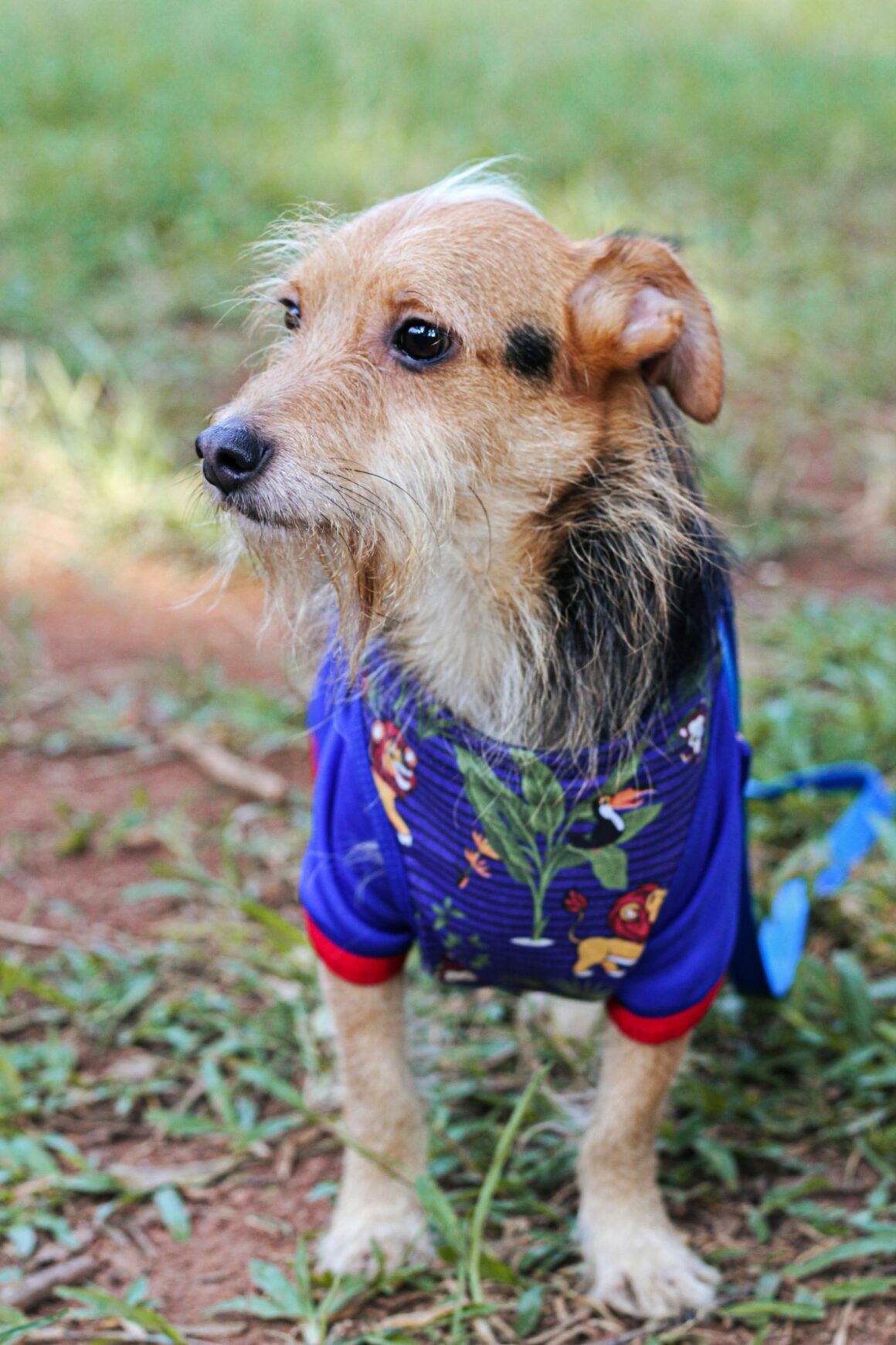 Bug Bites & Stings: Protecting Your Dog from Mosquitoes, Fleas, and Ticks
