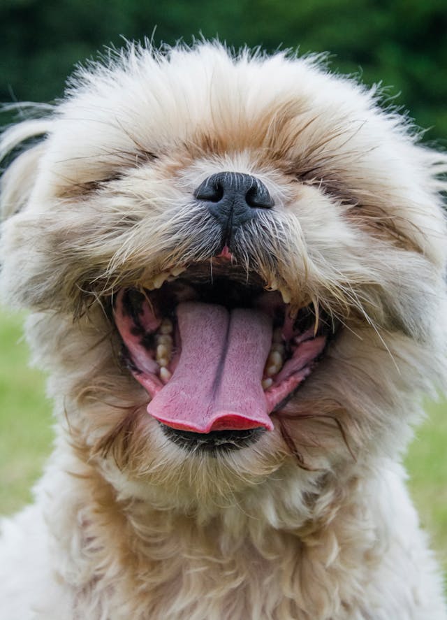 How to Brush Your Dog’s Teeth Without Stress (Easy Tips That Actually Work)