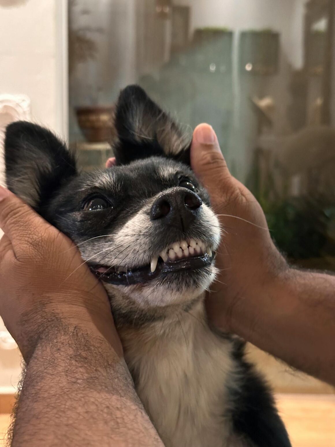 5 Things Every Dog Owner Should Know About Dog Tooth Loss