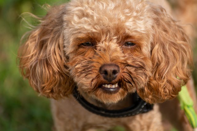 brown poodle showing teeth