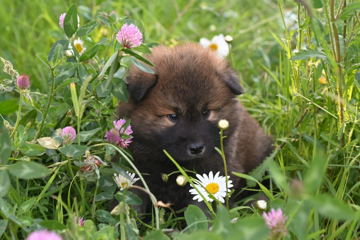 Summer Heat Safety for Dogs: Keep Your Pup Cool, Happy, and Protected