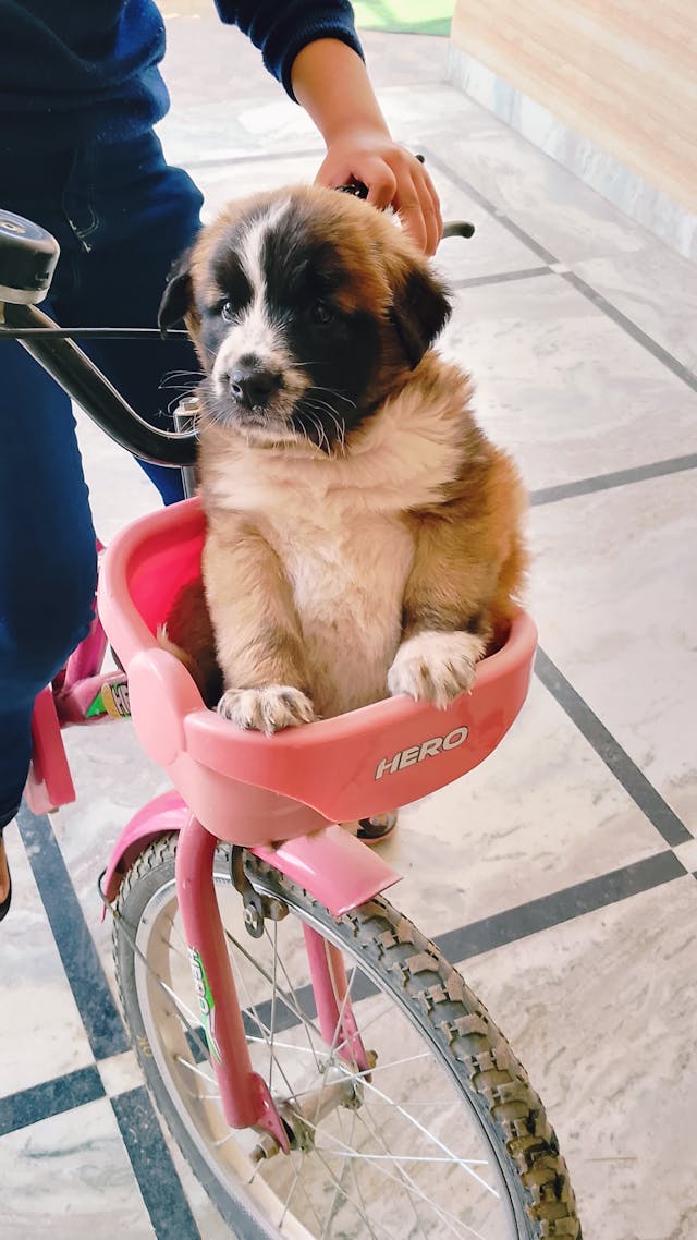 HOW TO INTRODUCE YOURSELF TO A PUPPY | DOG TIPS
