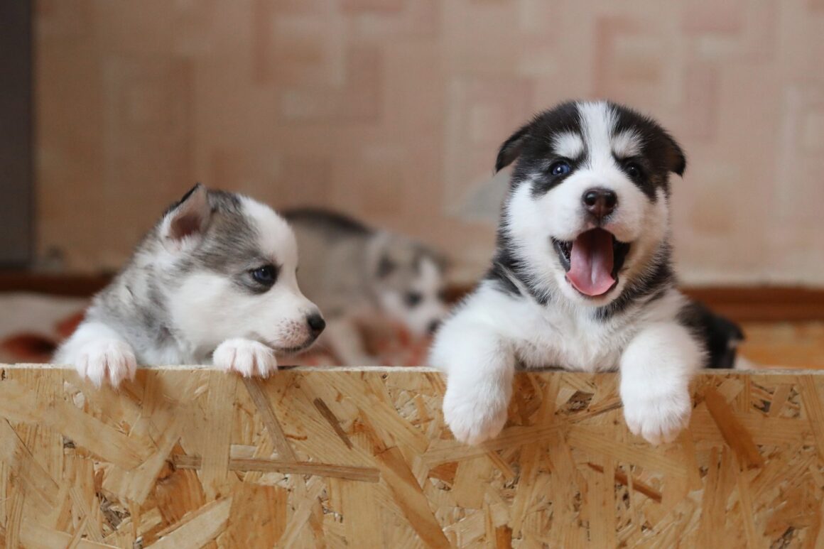 What Having a Puppy Is Really Like ?