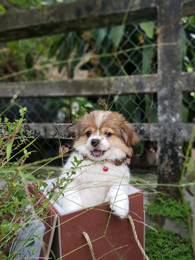 happy puppy in a box