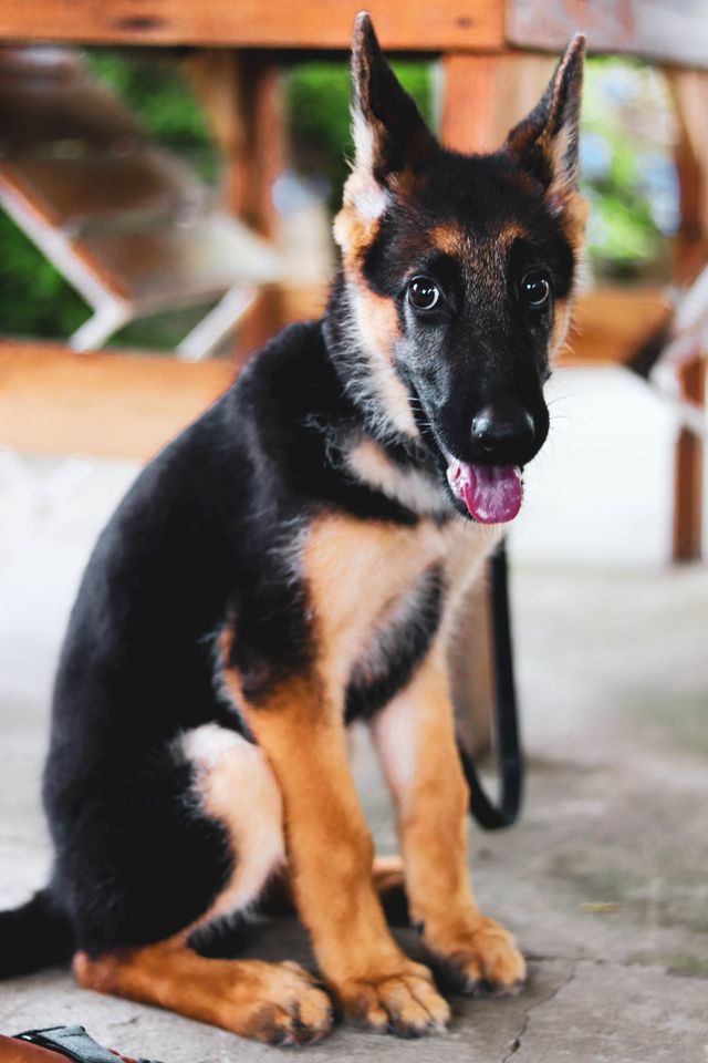 Curious puppy sitting calmly after a veterinary visit with its owner.