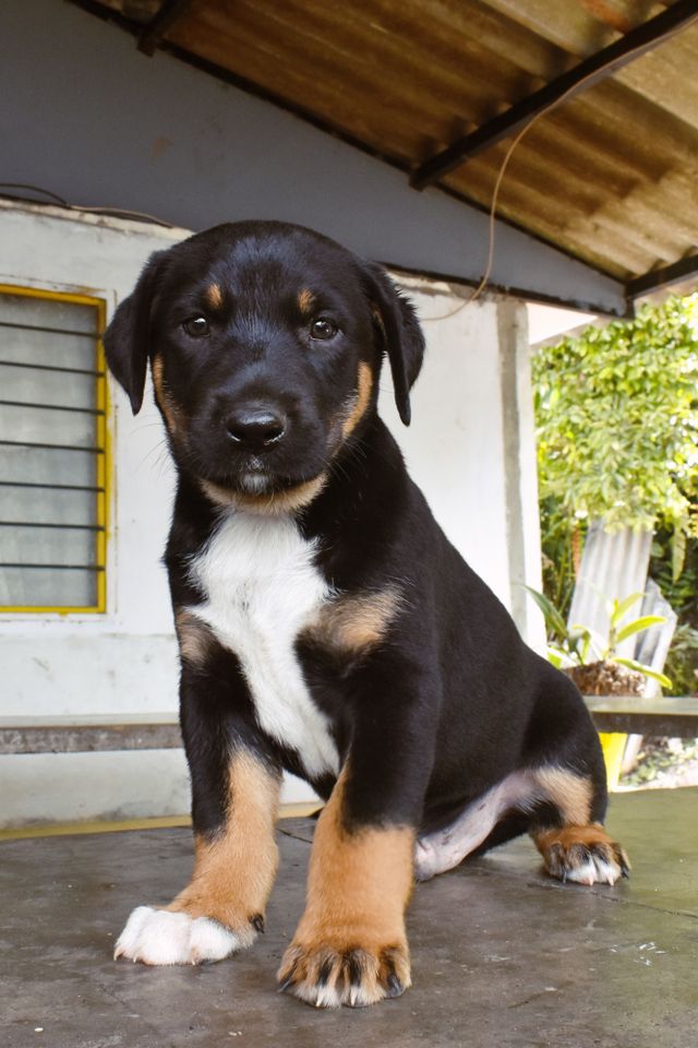 Veterinarian gently examining a young puppy before administering a vaccination.