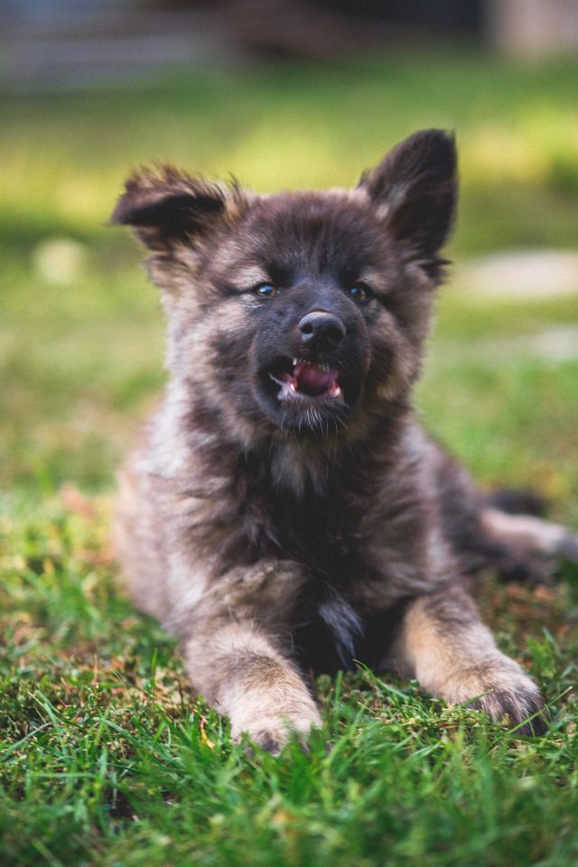 Black happy puppy.